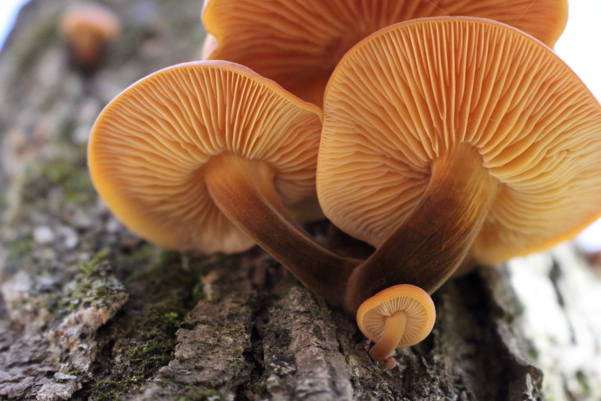 Enoki Gills and Stem