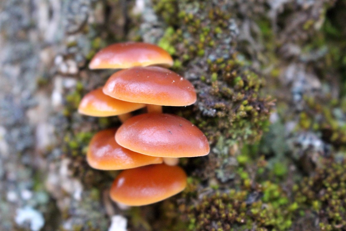 Enoki Mushrooms