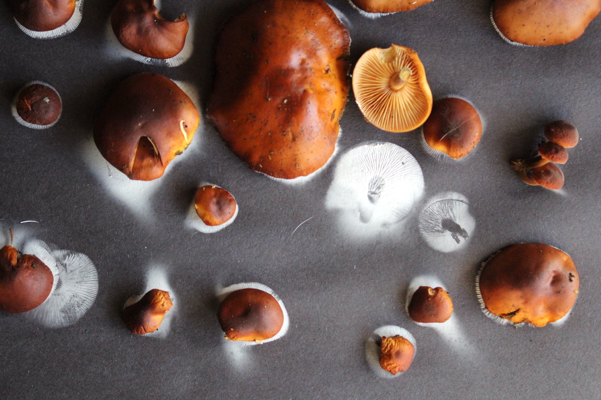 Enoki Spore Print