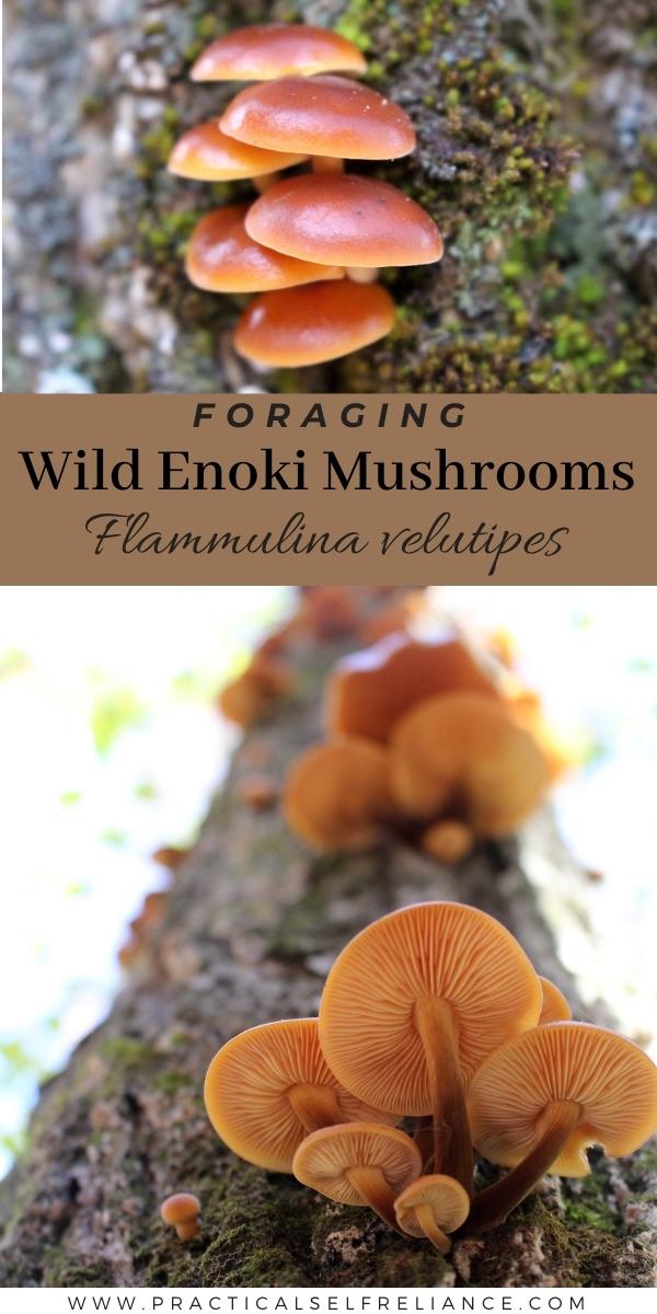 Foraging Enoki Mushrooms