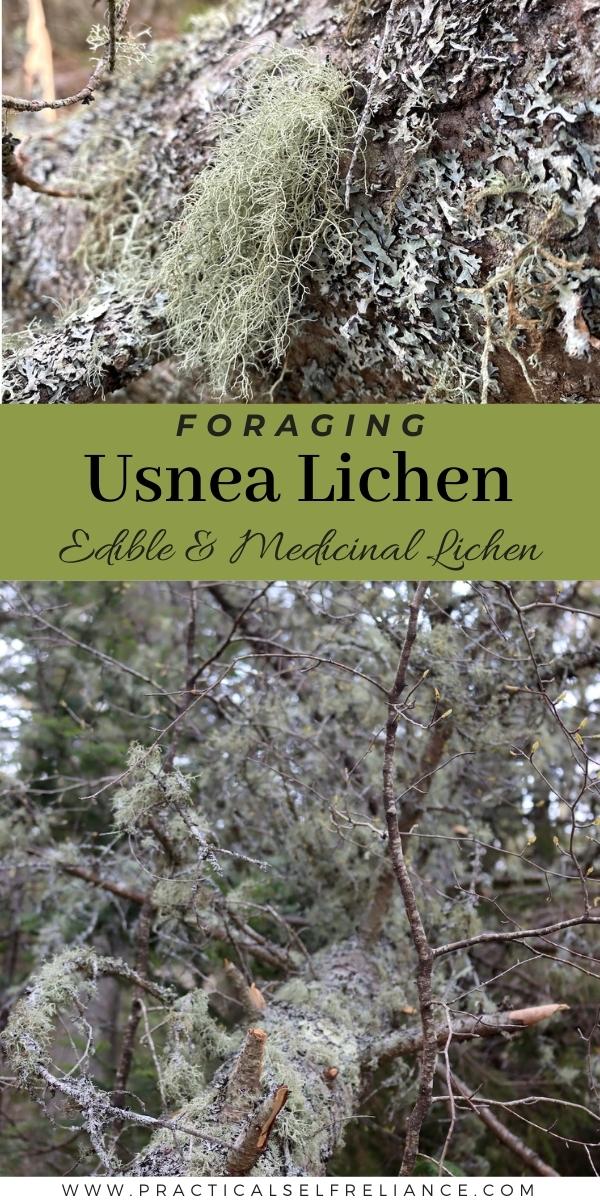 Foraging Usnea Lichen