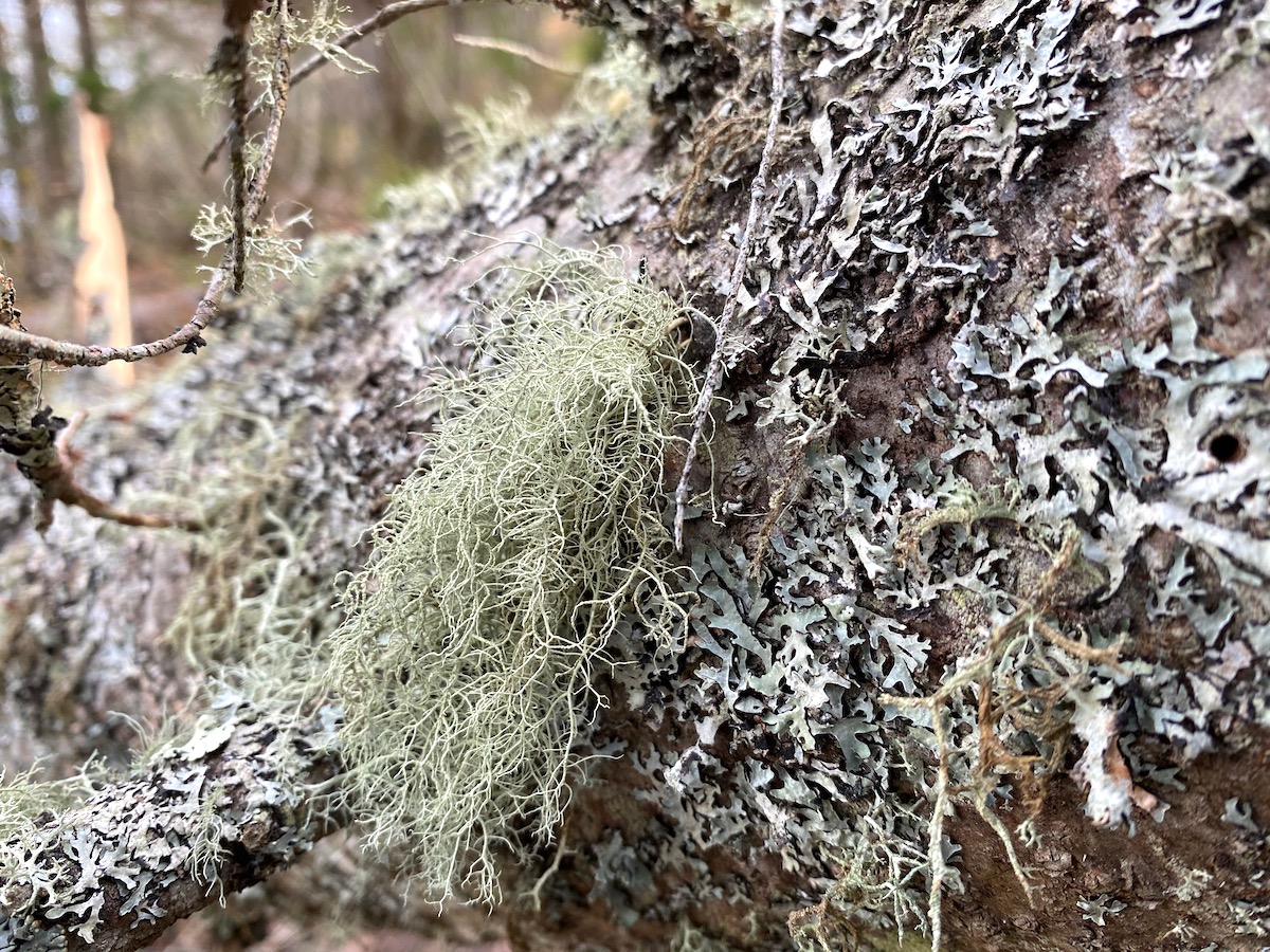 Foraging Usnea