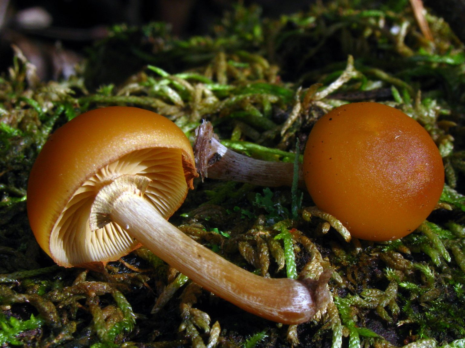 Galerina marginata or deadly galerina