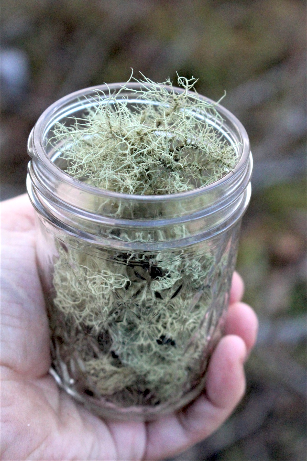 Harvesting Usnea