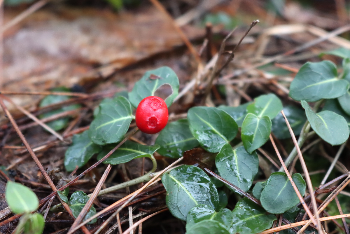 Two Eyed Berry Partridgeberry