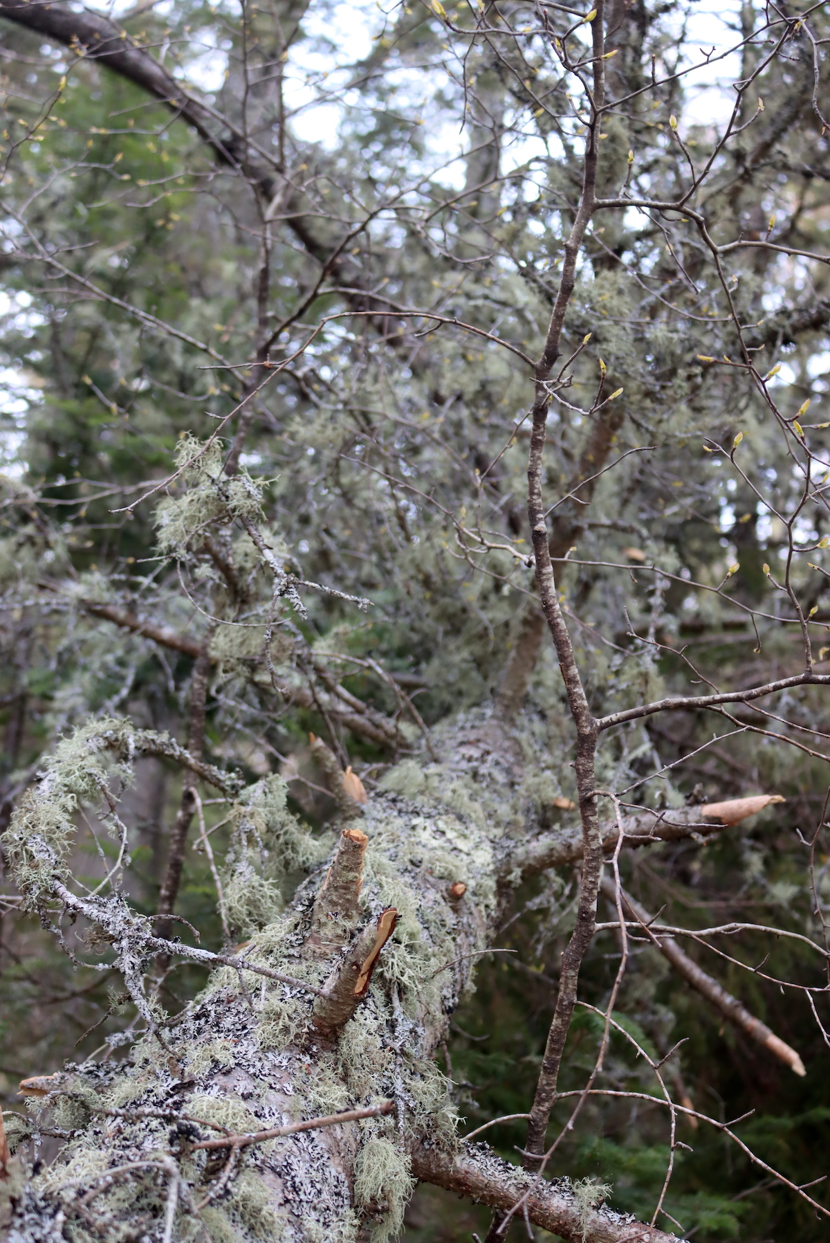 Usnea Covered Pine