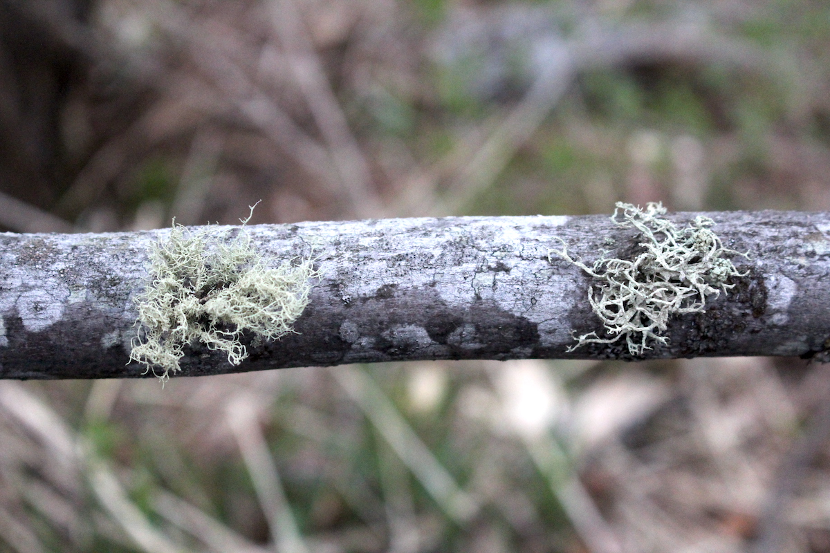 Usnea Look Alike
