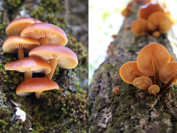 Wild Enoki Mushrooms