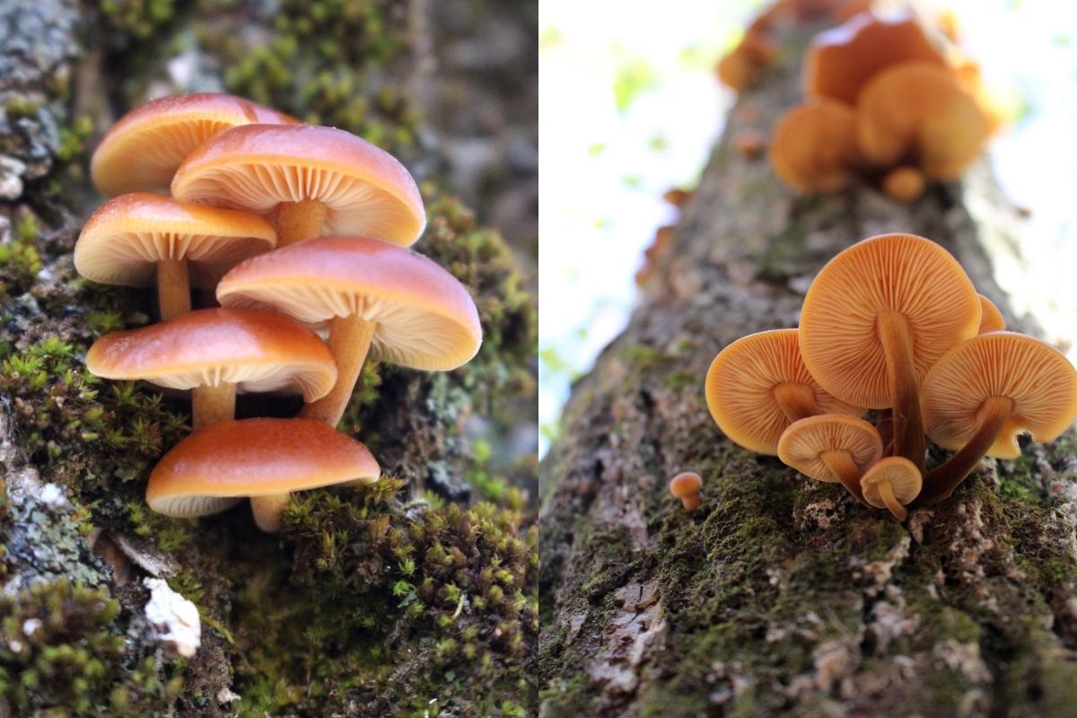 Wild Enoki Mushrooms