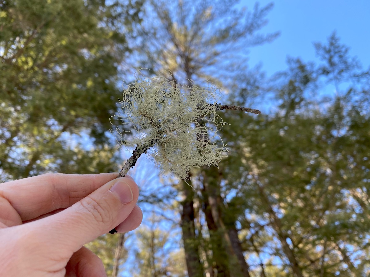 Windfall Usnea