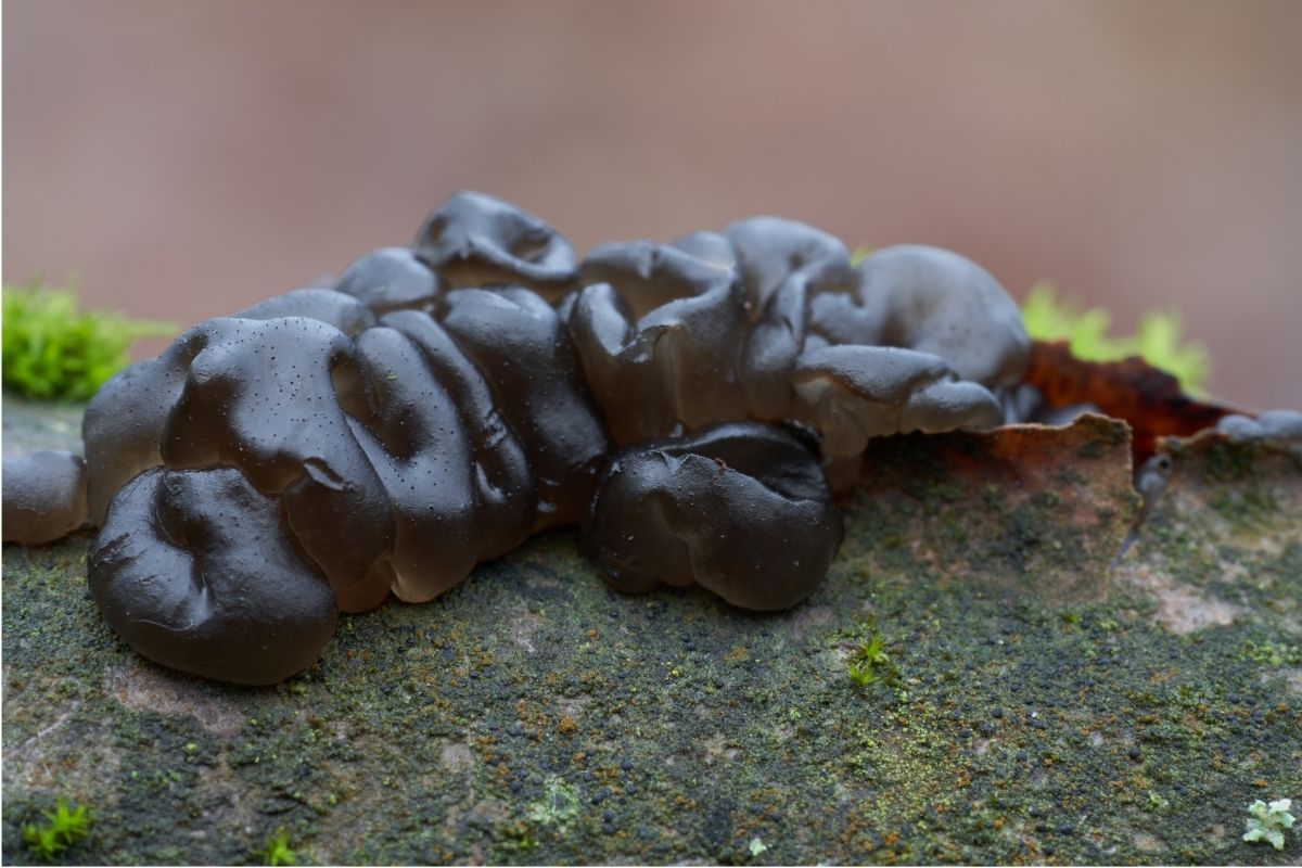 Black Jelly Roll Mushrooms (Exidia glandulosa)