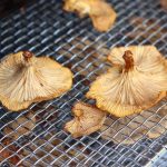 Chanterelle Mushrooms Dried in a Dehydrator