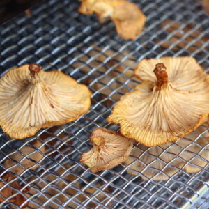 Chanterelle Mushrooms Dried in a Dehydrator