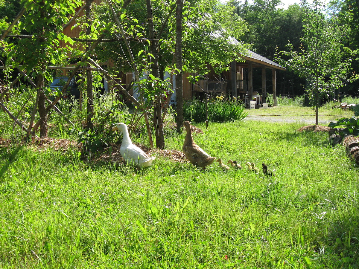 Ducks Near Hardy Kiwi Trellis