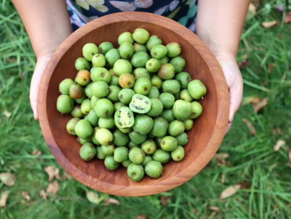 Hardy Kiwi Fruit