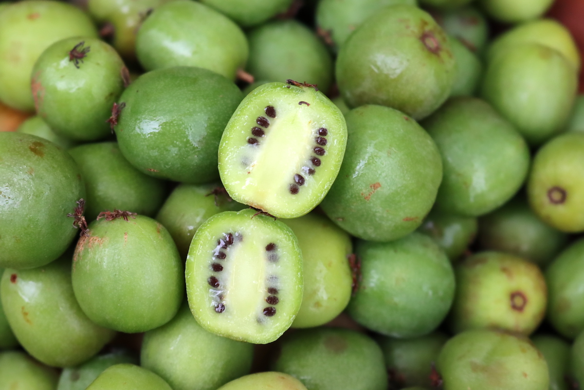 Closeup of Hardy Kiwi Fruit