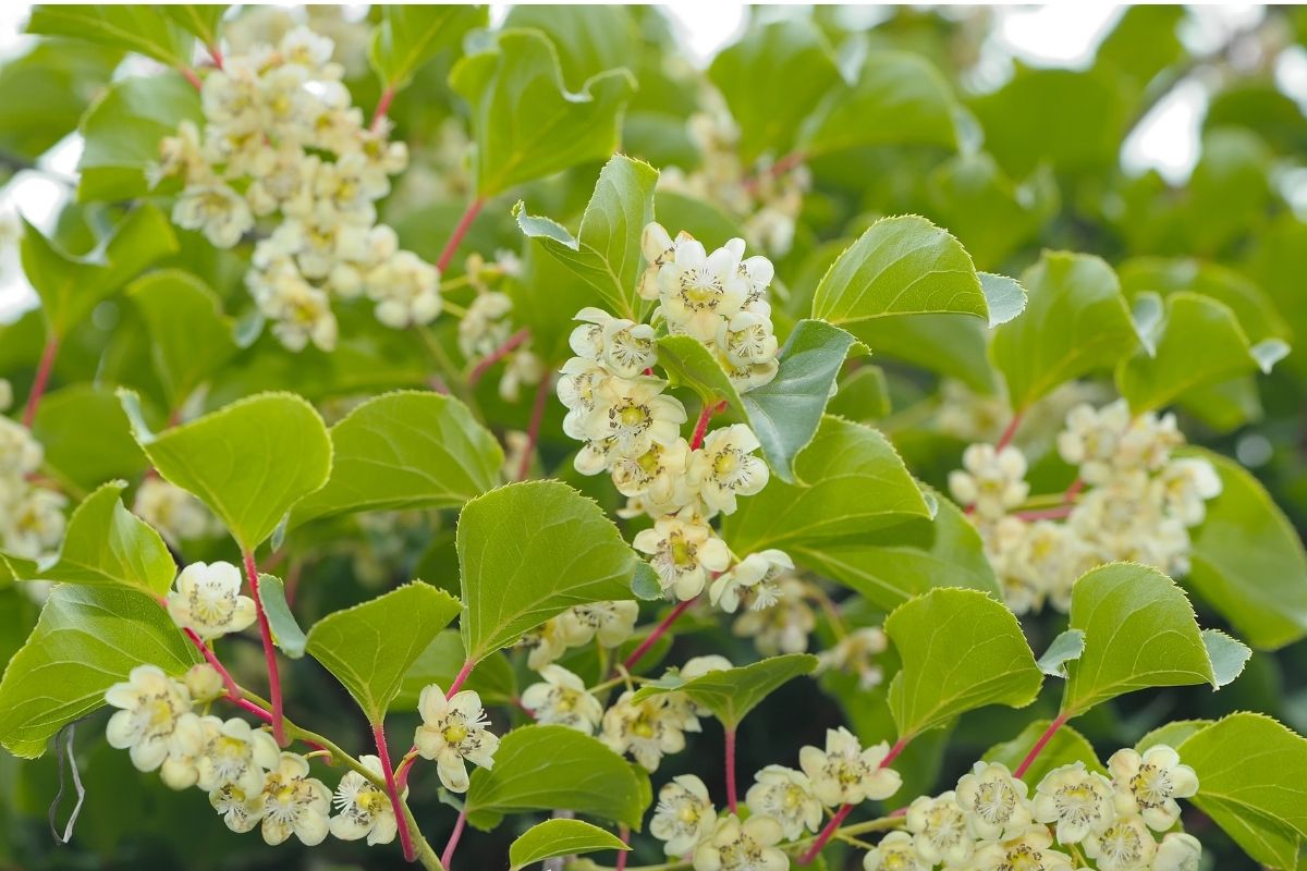 Hardy Kiwi Flowers