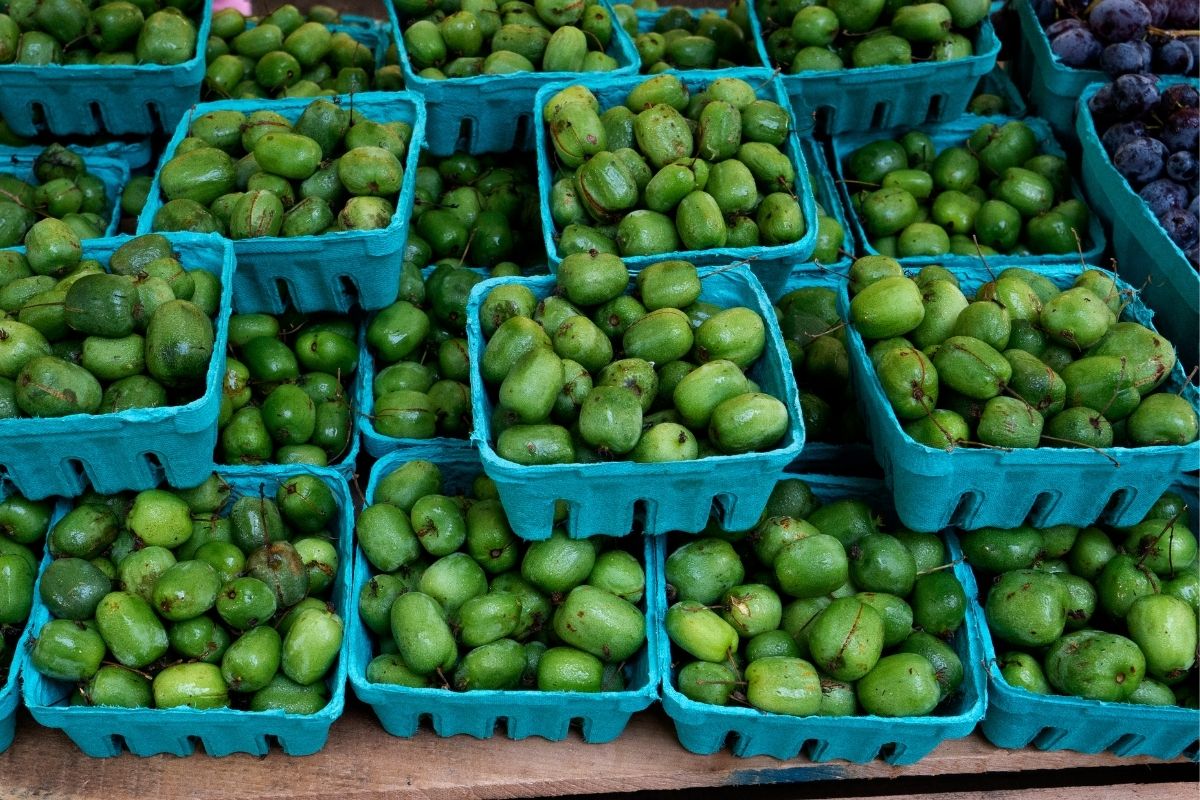 Hardy Kiwi Fruit For Sale at Farmers Market