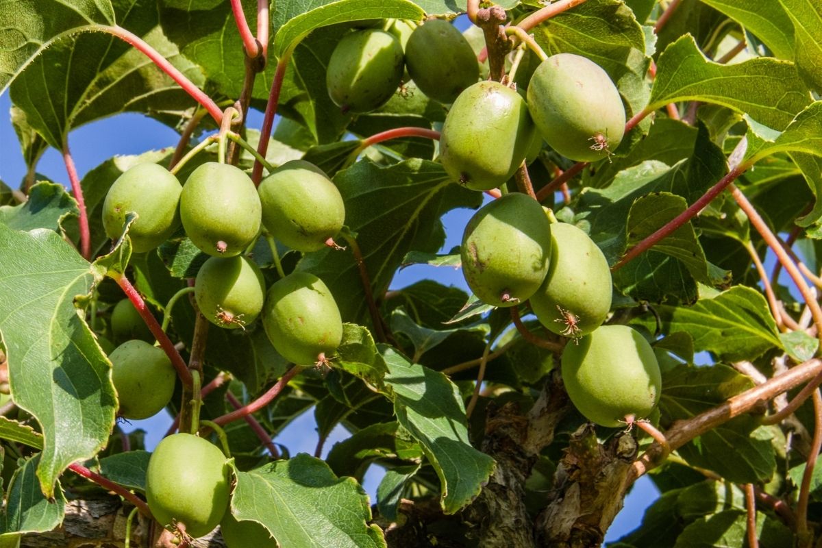 How To Grow Hardy Kiwi (Hardy To -40 Degrees!)