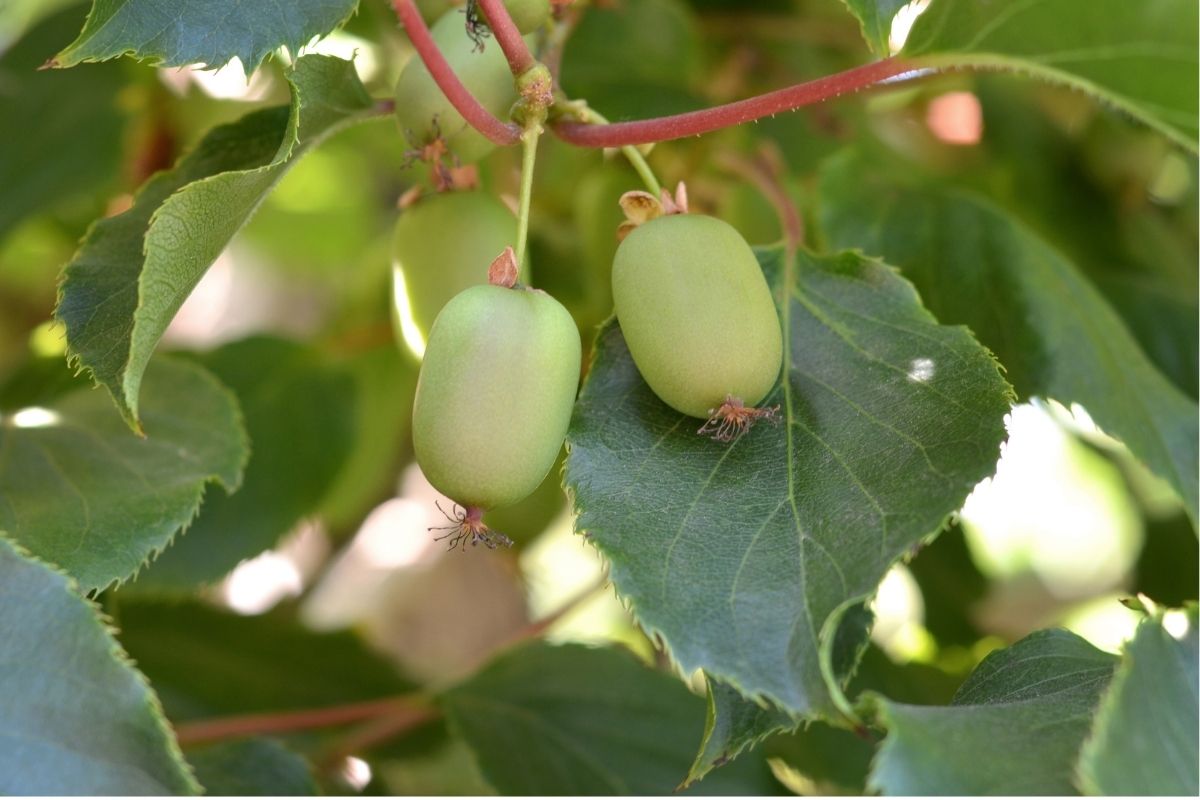 Hardy Kiwi Fruit Vine