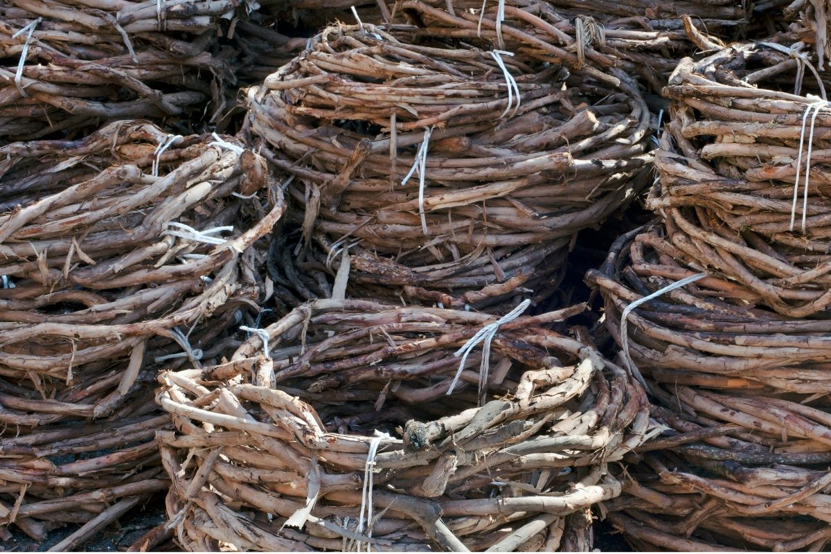 Hardy Kiwi Vines for basketry