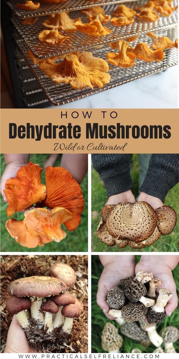 How to Dehydrate Mushrooms