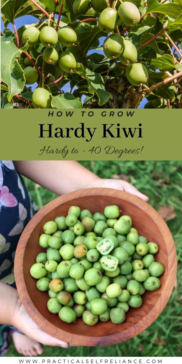 How to Grow Hardy Kiwi