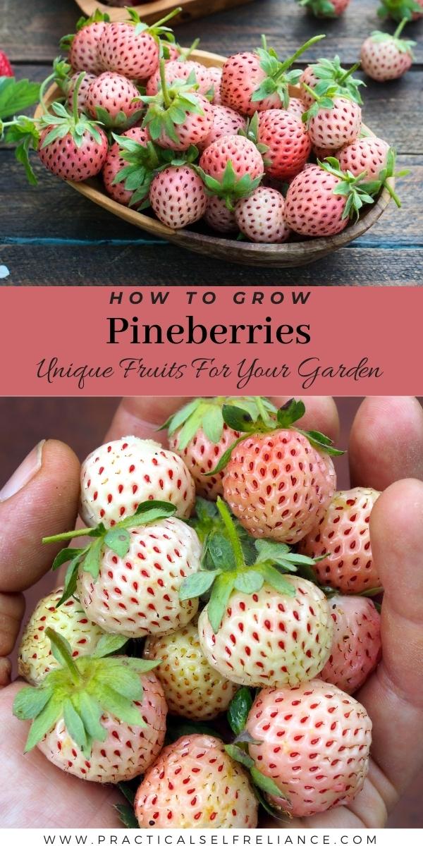How to Grow Pineberry