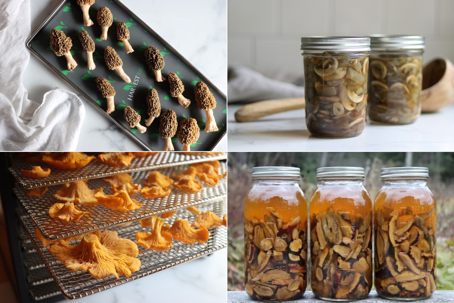 Mushroom Preservation Methods