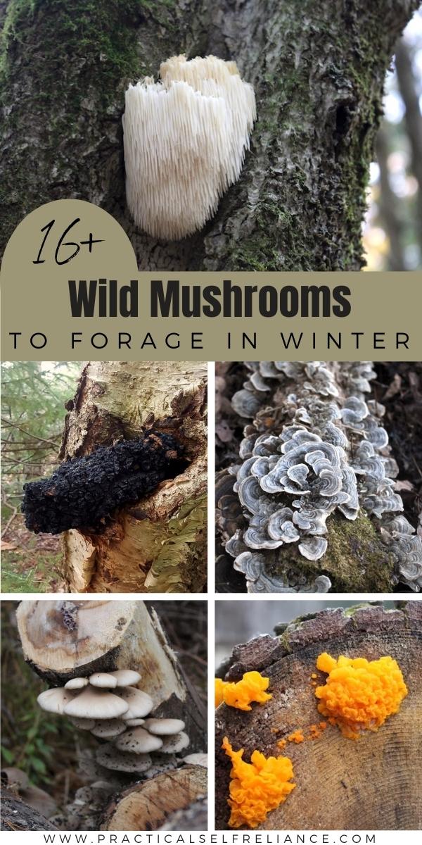 16+ Wild Mushrooms to Forage in Winter