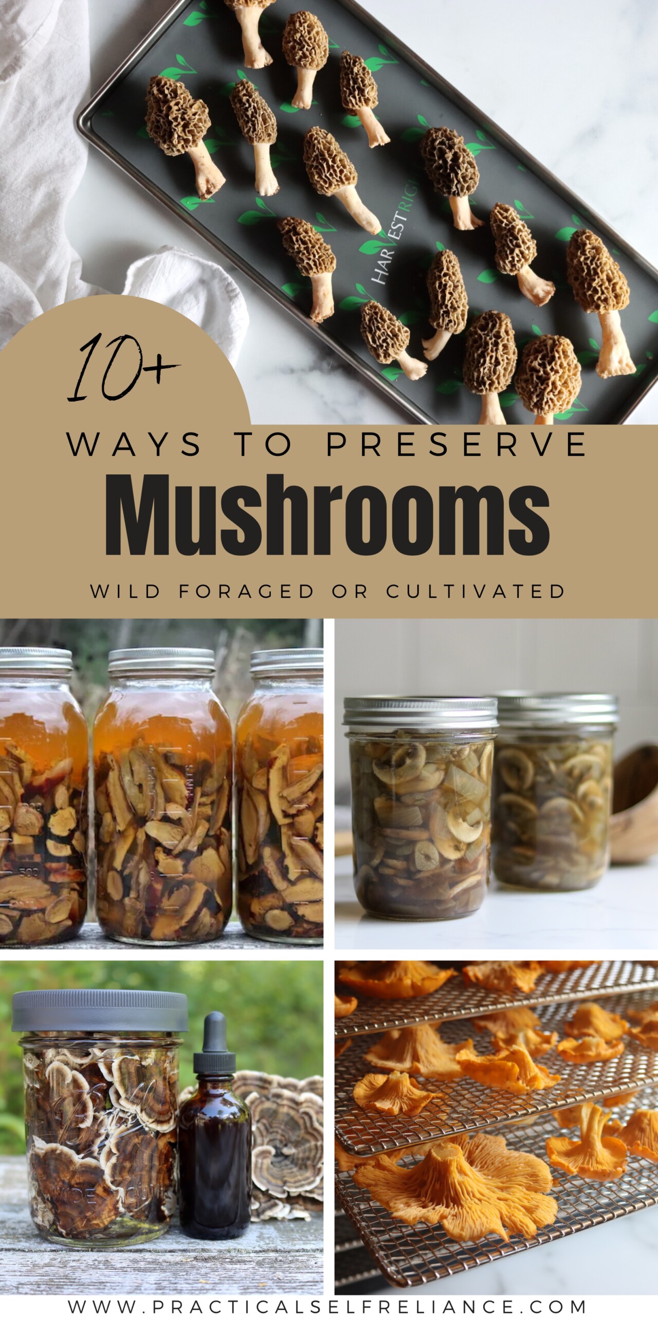 Ways to Preserve Mushrooms