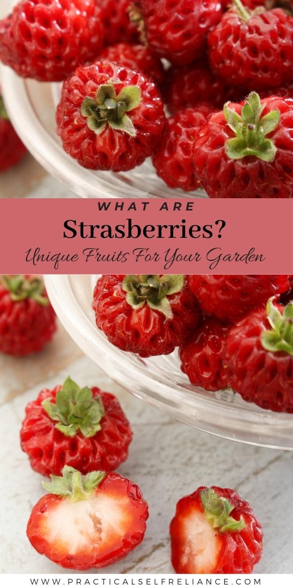 What are Strasberries