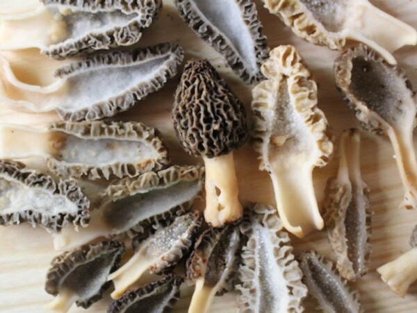Wild Foraged Morel Mushrooms
