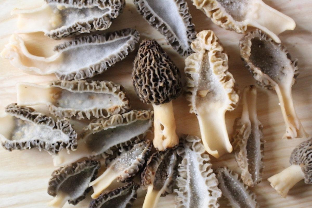 50+ Morel Mushroom Recipes for Your Wild Harvest