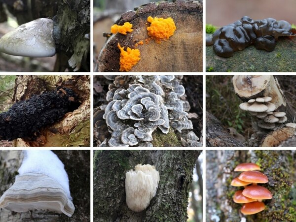 Winter Mushrooms