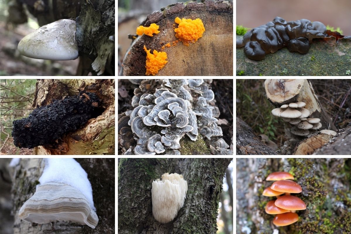 16+ Mushrooms to Forage in Winter