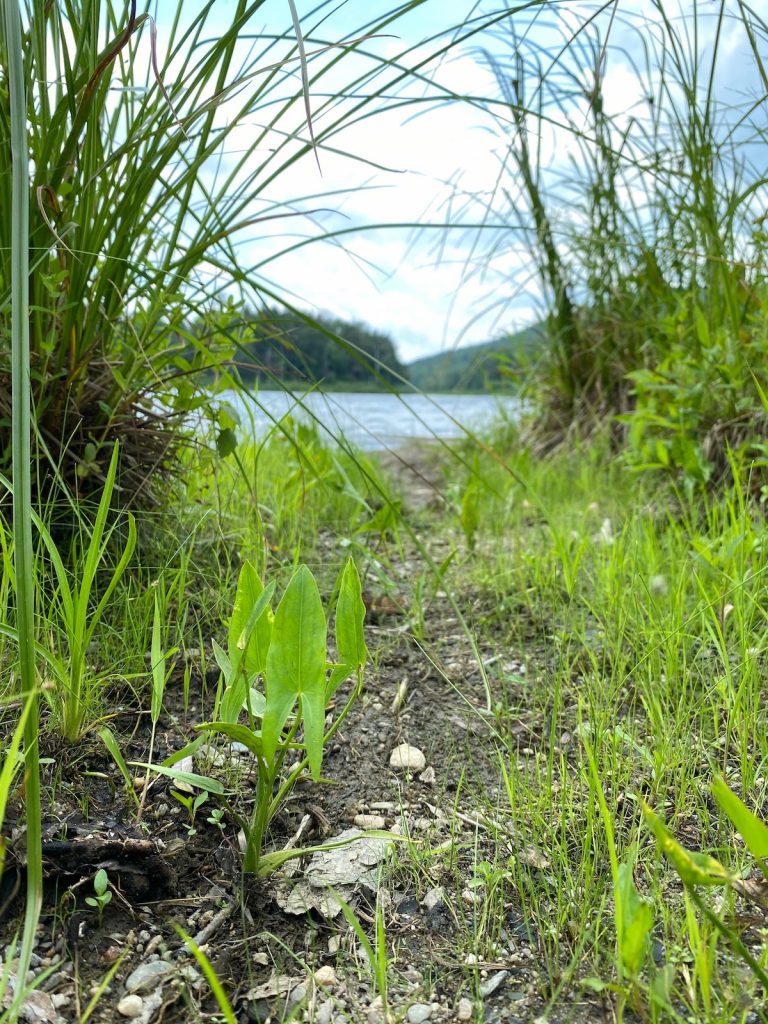 Arrowhead growing near a local pond