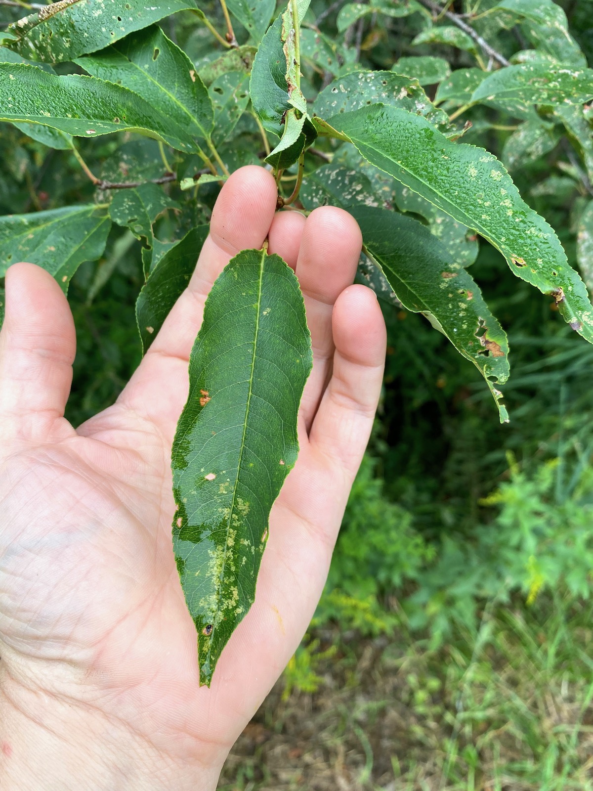 wild black cherry leaves