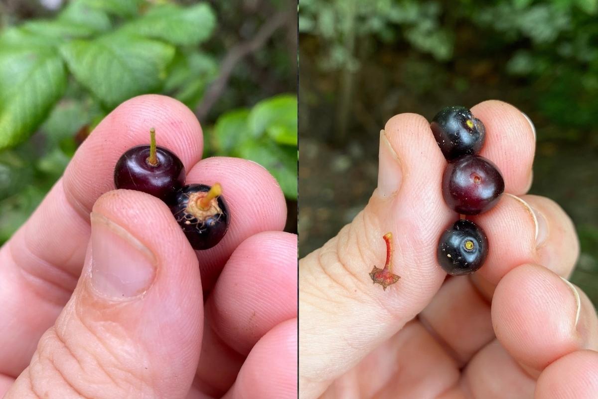Black Cherry and Chokecherry Fruit