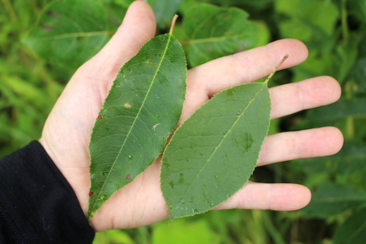 Wild Black cherry leaf (left) and Chokecherry leaf (right)