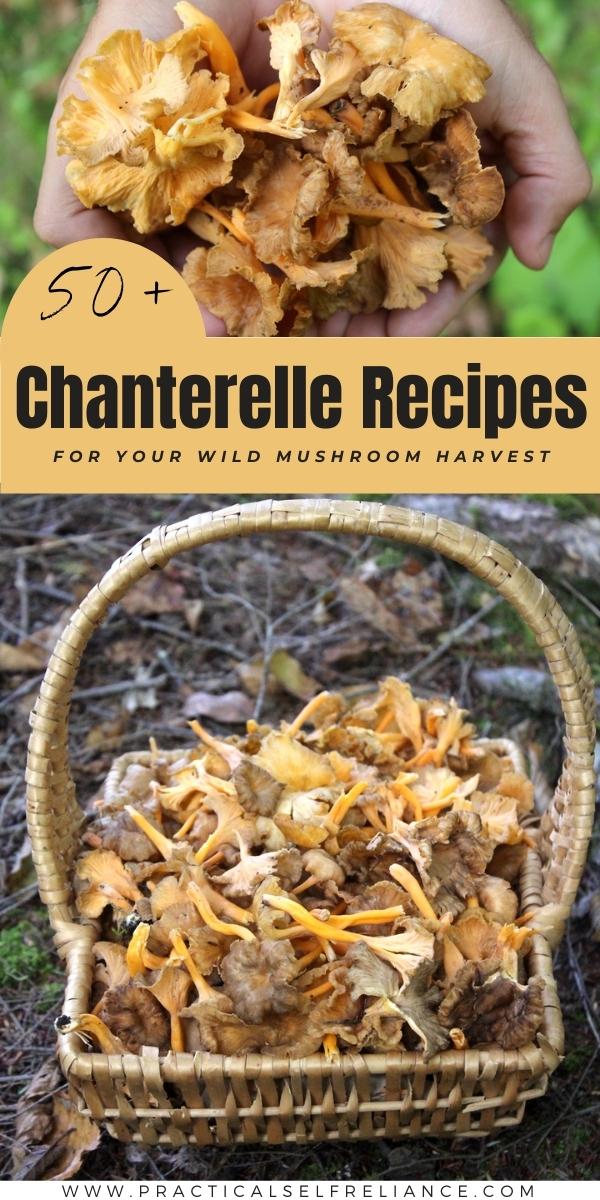 Chanterelle Mushroom Recipes