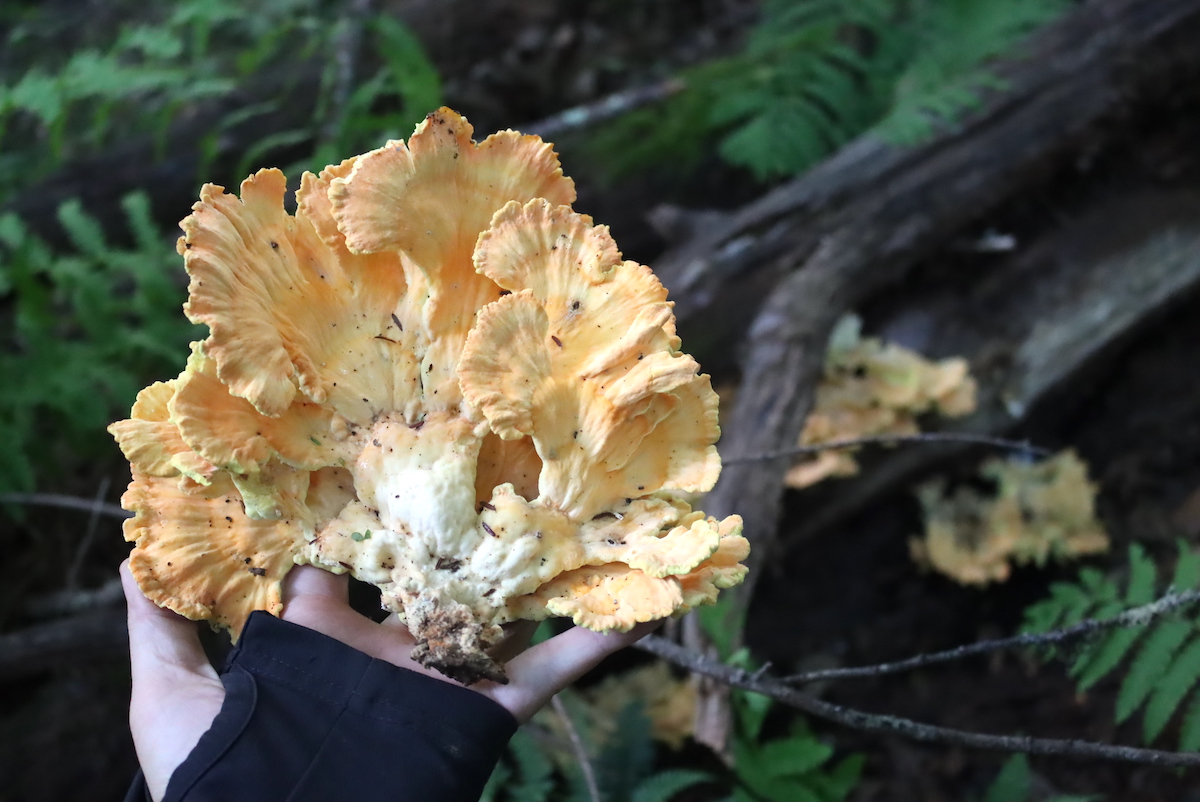 Chicken of the Woods mushroom