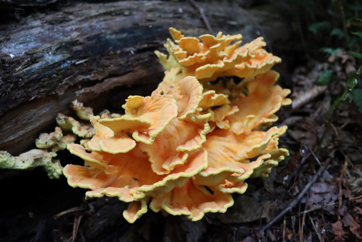 Chicken of the Woods Mushrooms