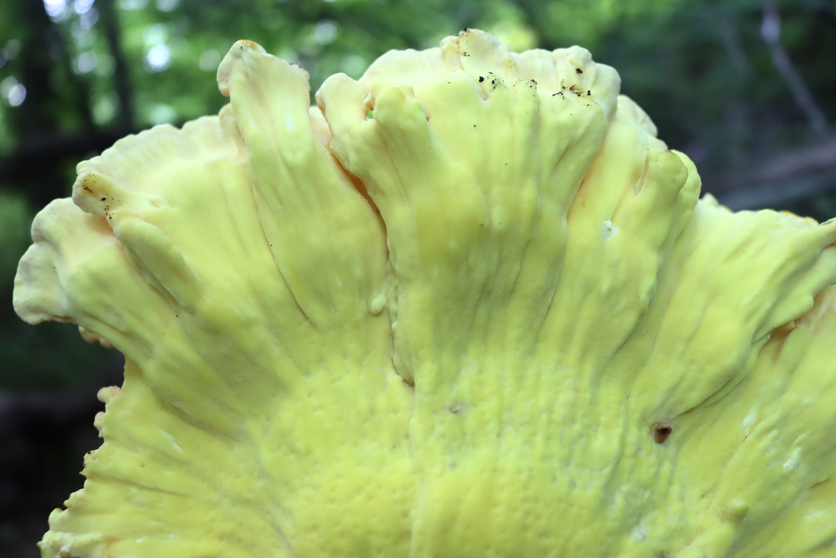 Chicken of the Woods Pore Surface
