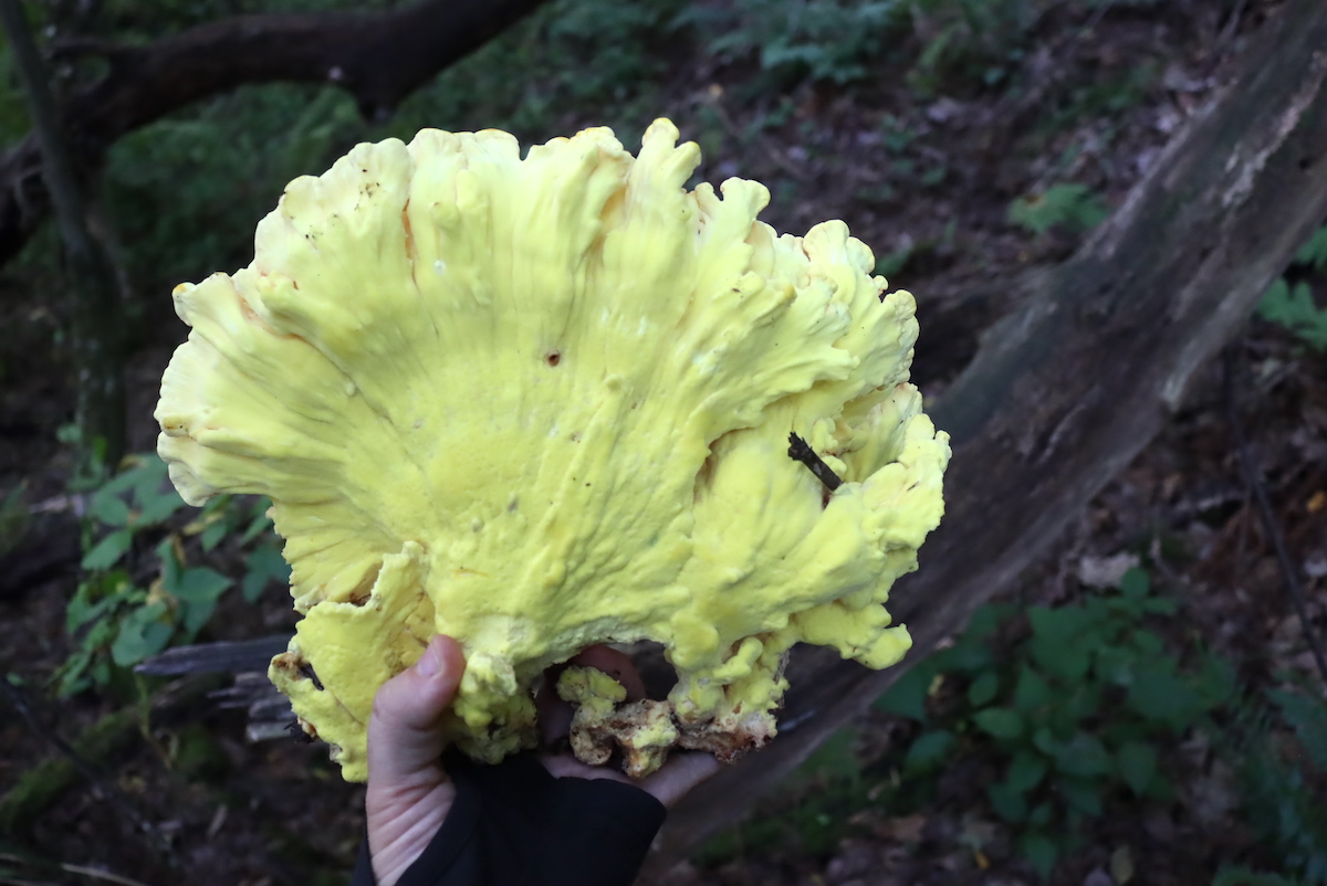Chicken of the Woods Underside