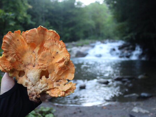 Chicken of the Woods in Summer