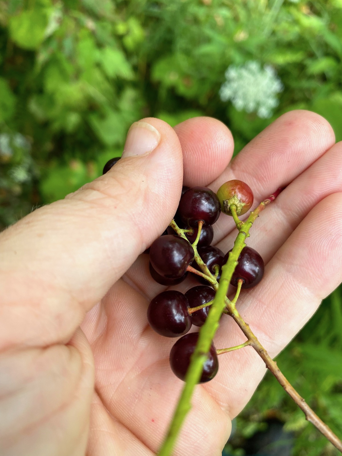 Chokecherry and Black Cherry Bracts