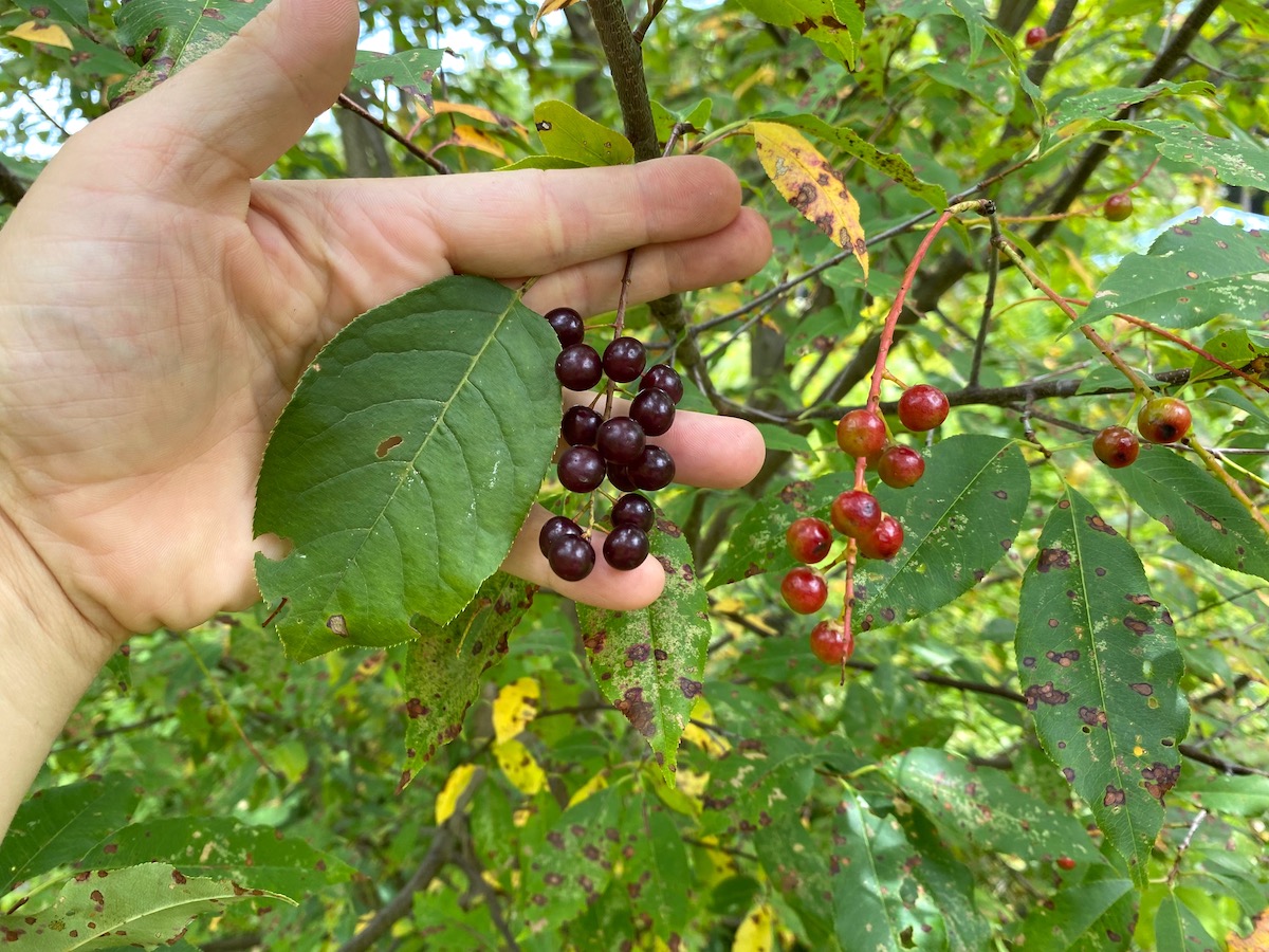 Chokecherry and Black Cherry