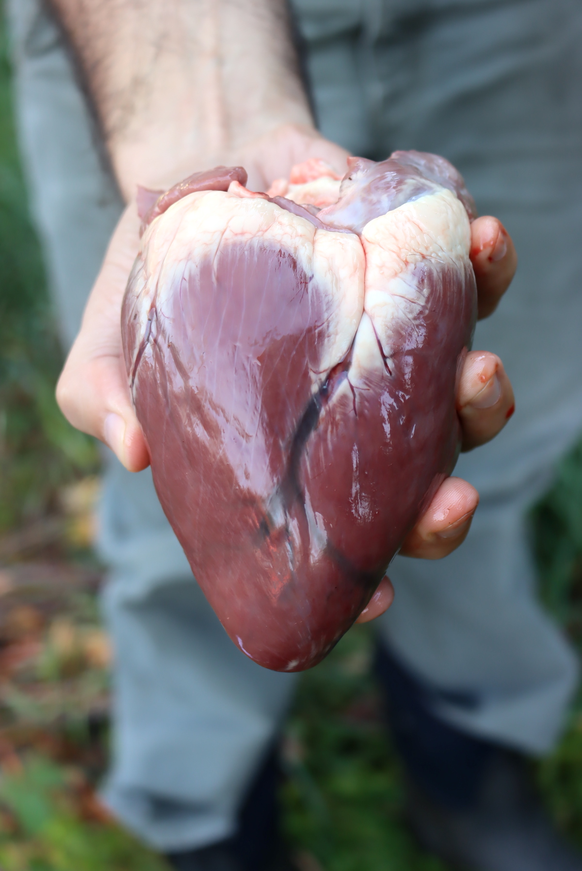 A venison heart from a small white tailed deer doe. Larger bucks will have larger hearts.