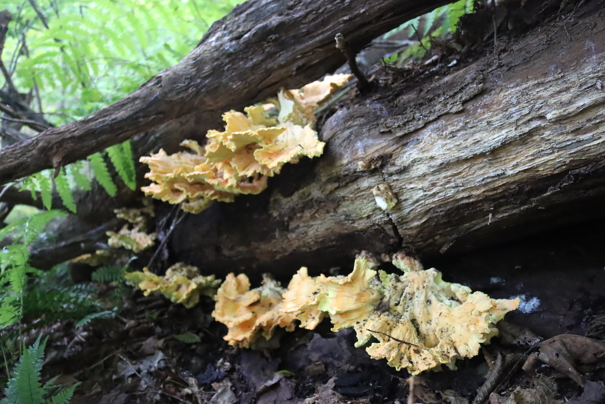 Dirty Chicken of the Woods